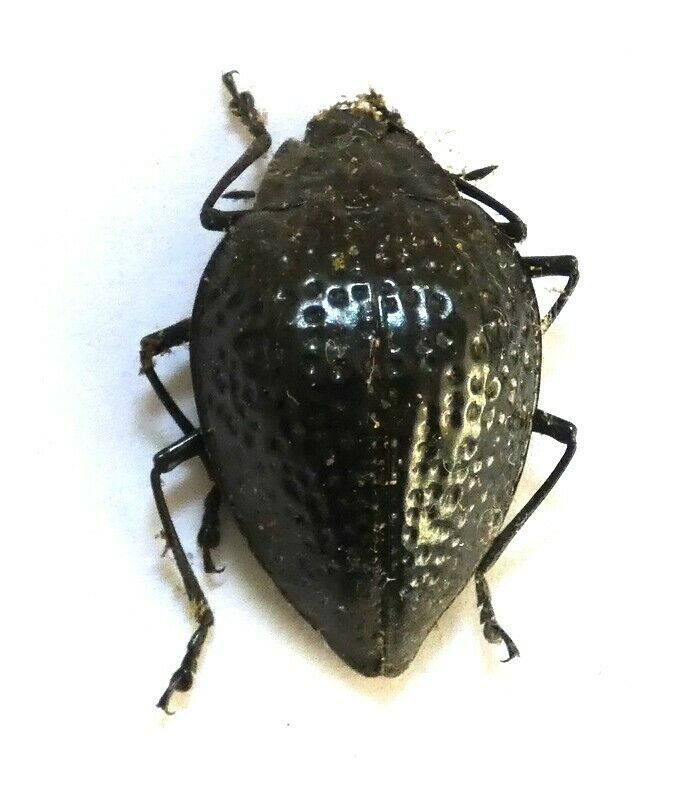 Beetles, (211964) , Chrysomelidae Ssp. , Peru ***