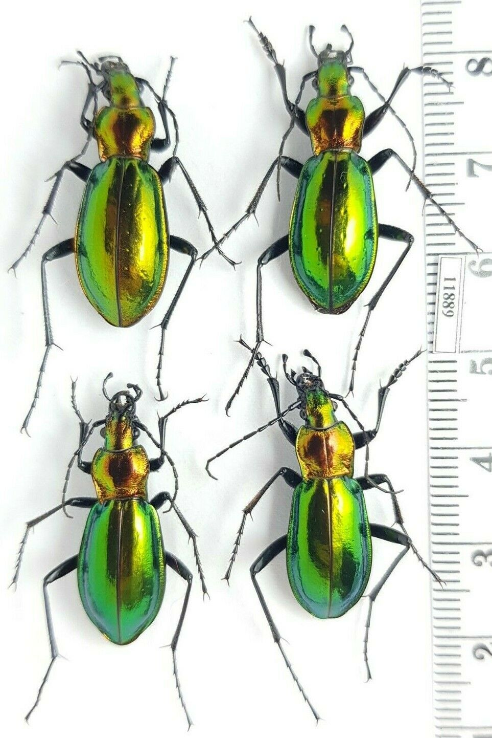 Carabidae Carabus (chrysocarabus) Splendens Splendens France 4 Ex.