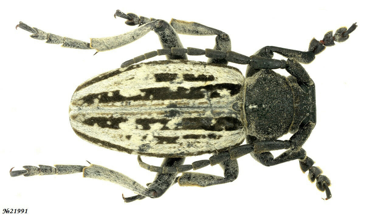 Coleoptera Cerambycidae Dorcadion Shirvanicum Azerbajdzhanicum Azerbaijan 15mm