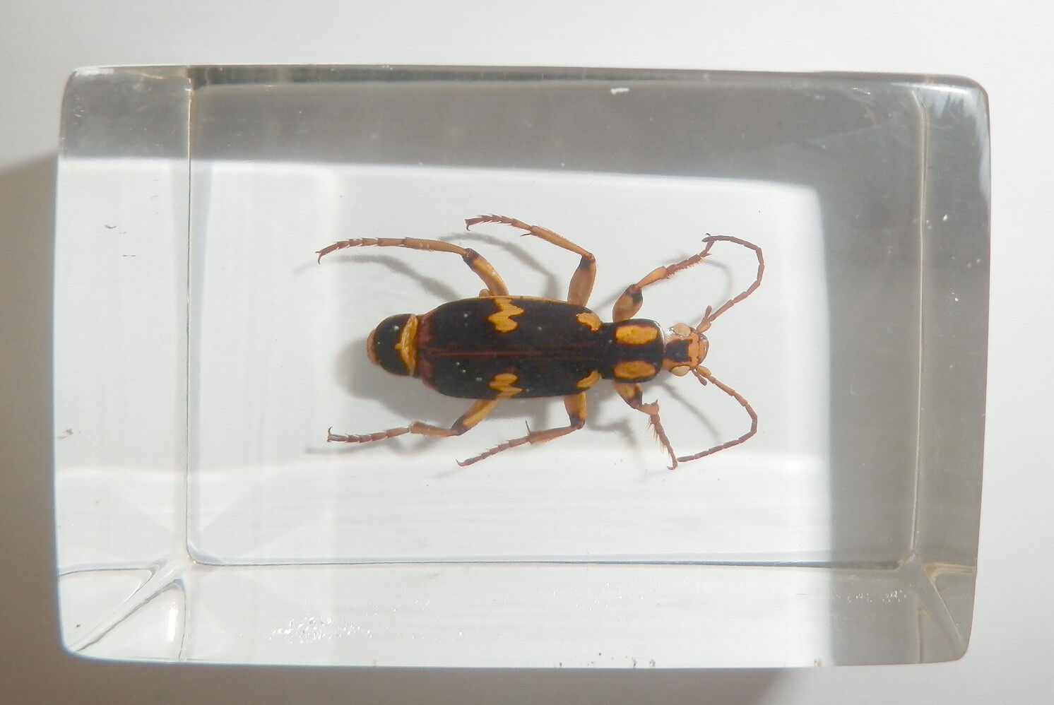 Stripe Spotted Bombardier Beetle In Clear Small Block Education Insect Specimen