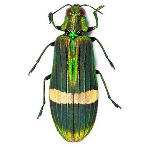 Demochroa Gratiosa One Real Buprestid Beetle Green Malaysia