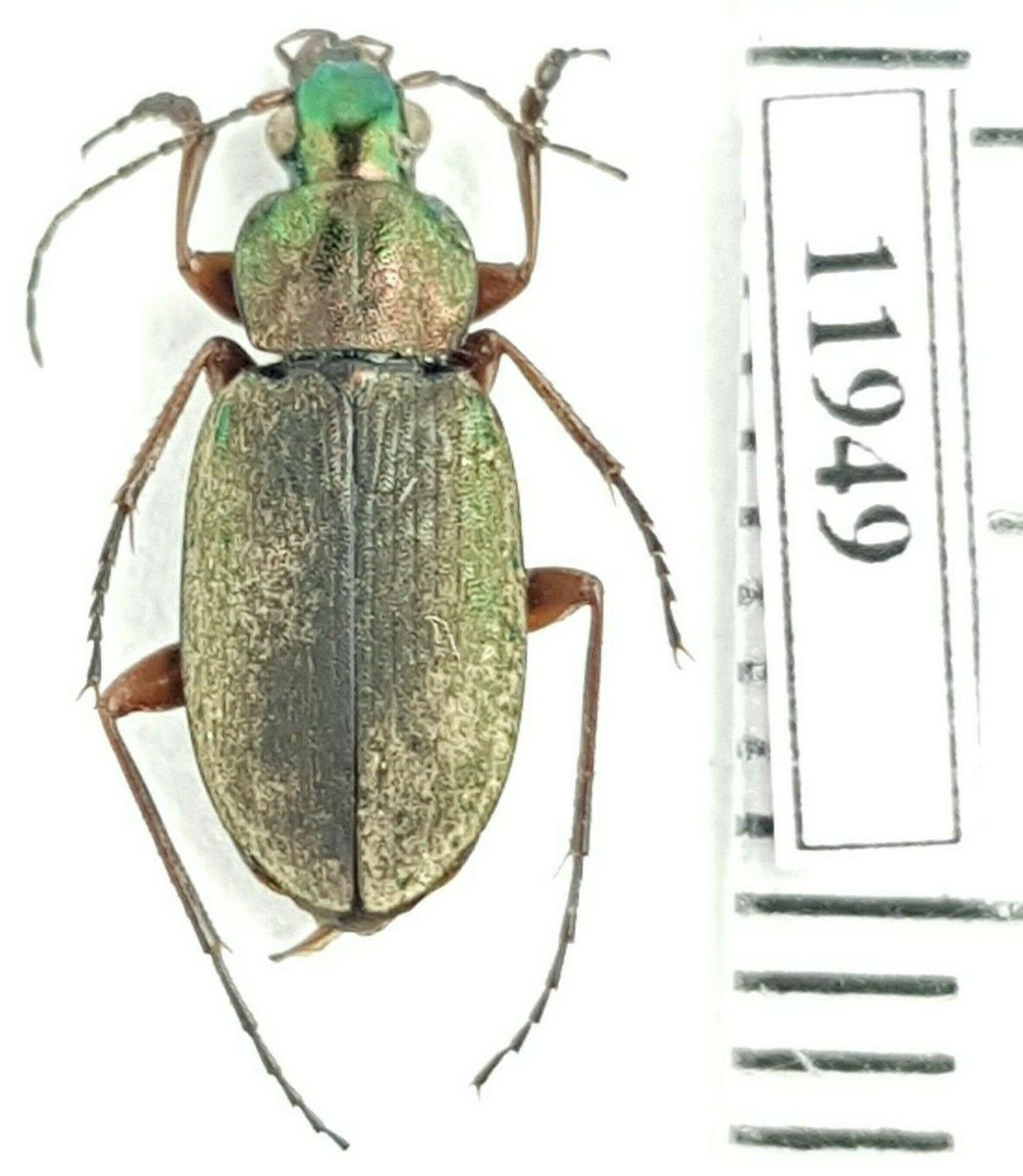 Carabidae Chlaenius (chlaeniellus) Chrysothorax Russia, S Urals