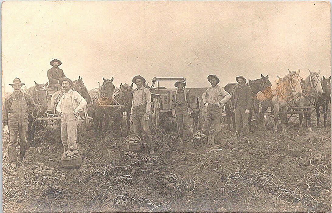 Rppc Farm Scene Harvesting Potatoes Roy Bennett Idaho? Early 1900s