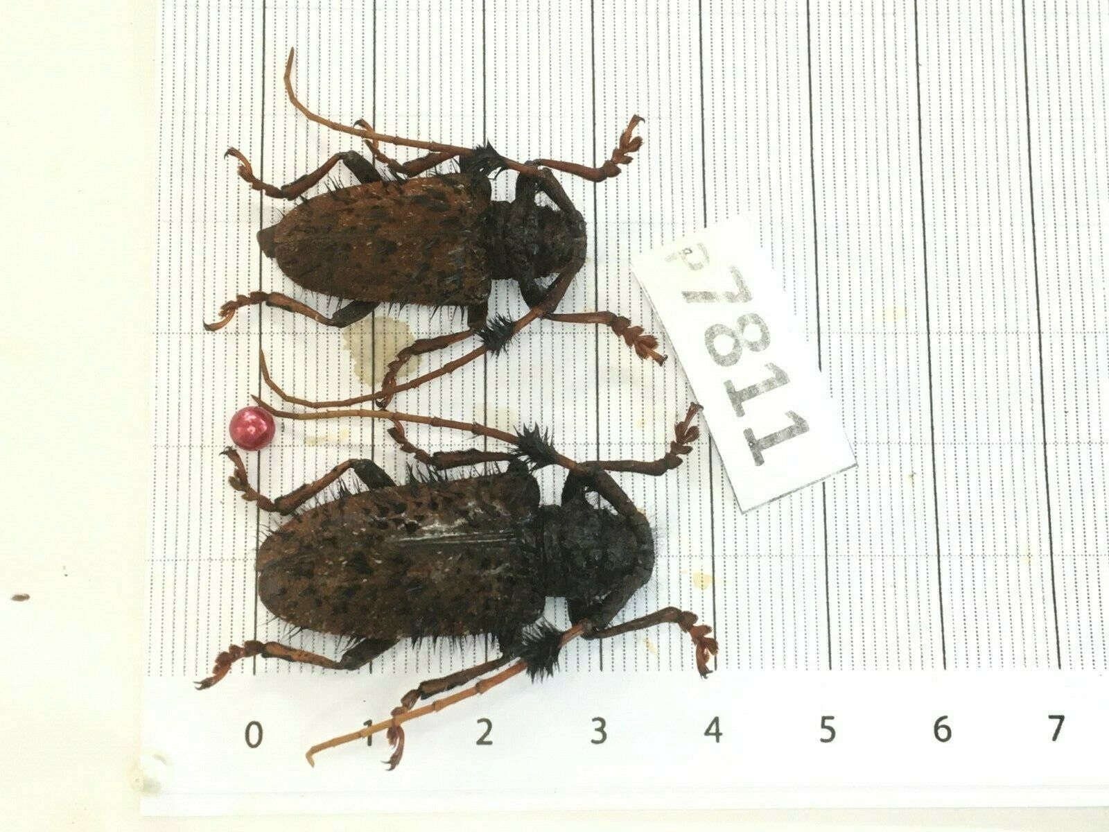 P7811 # Cerambycidae Lucanus Insect Beetle Coleoptera Vietnam