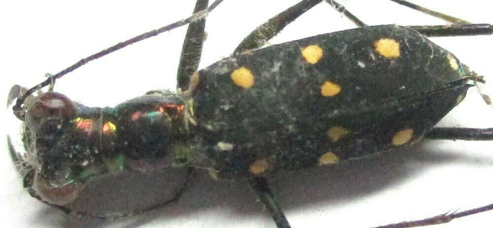 014 Pa : Cicindelidae: Thopeutica Species? Male 12.5mm