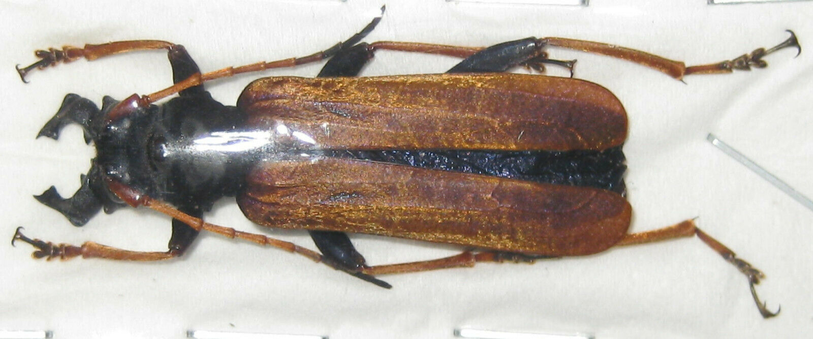 Cerambycidae Hexamitodera Blairi Male A1 39mm (sulawesi) Rare