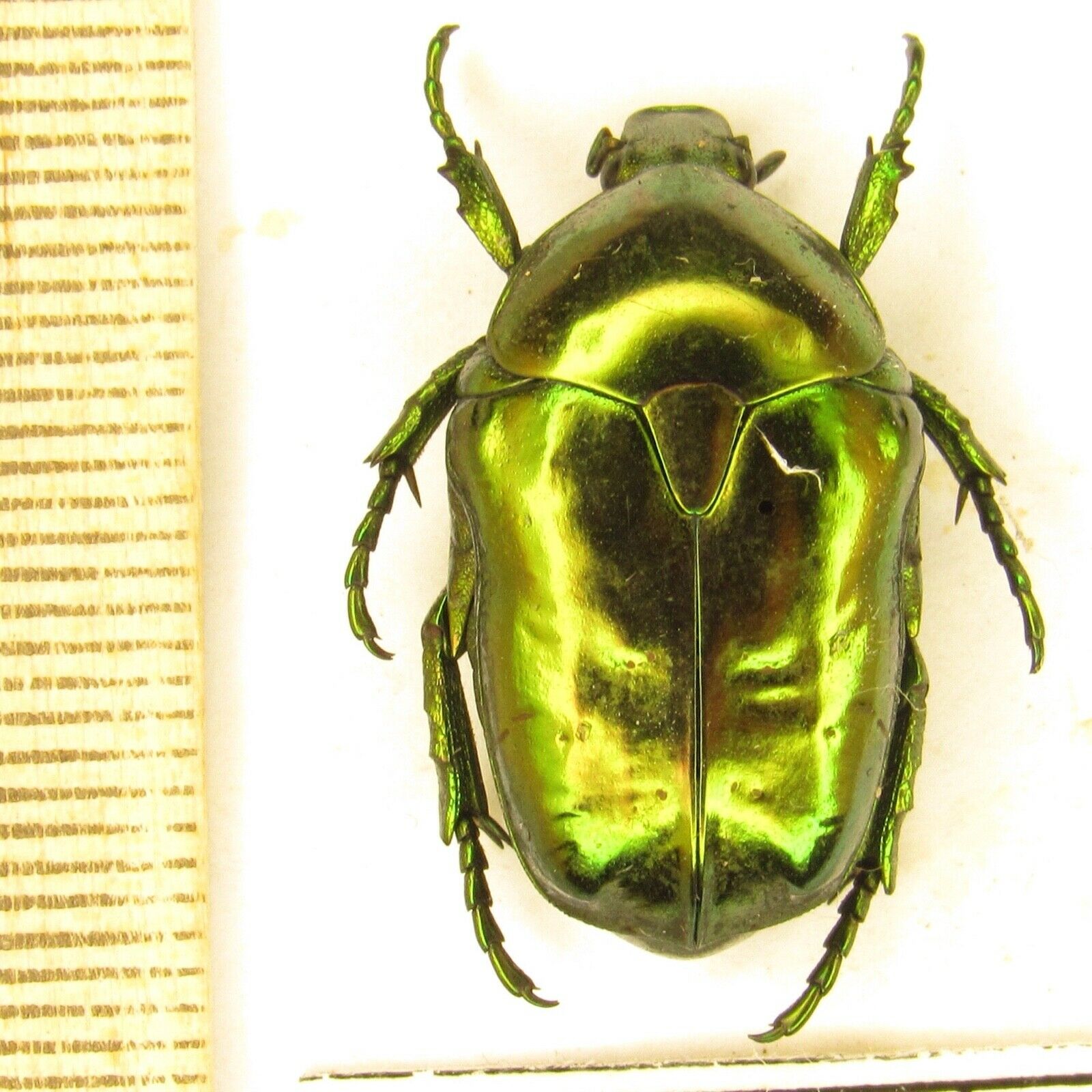 Coleoptera Cetoniinae Chrysopotosia Drumonti ( Pined ) A1/ China
